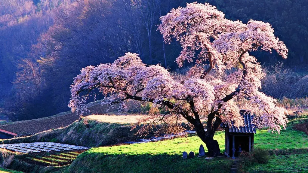 Cherry Blossom Japan