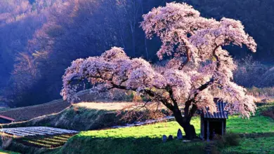 When is Cherry Blossom season in Japan? 31 Cherry Blossom Japan