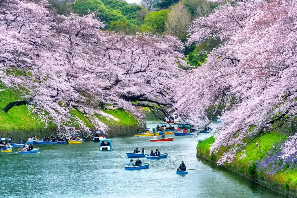 When is Cherry Blossom season in Japan? 3 Japan cherry blossom