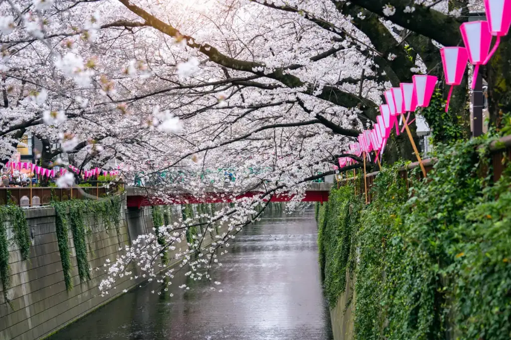 When is Cherry Blossom season in Japan? 2 Tokyo Japan