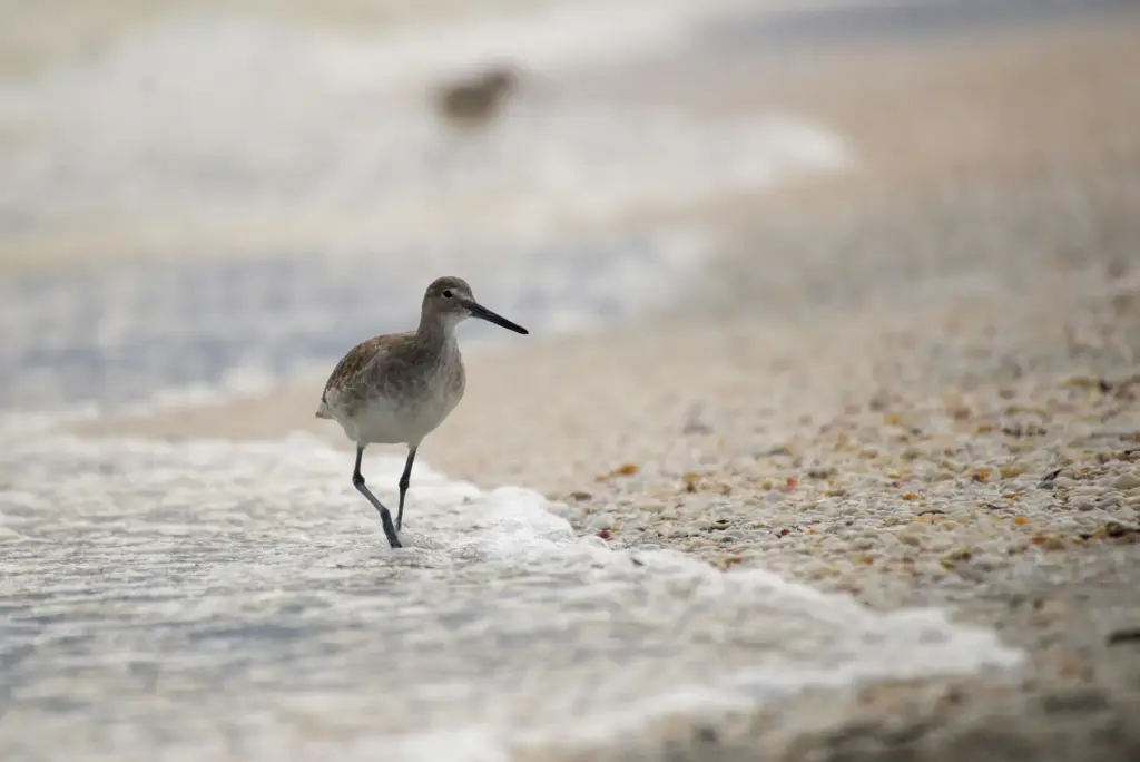 10 of the Best Beaches in Florida 4 Sanibel Island