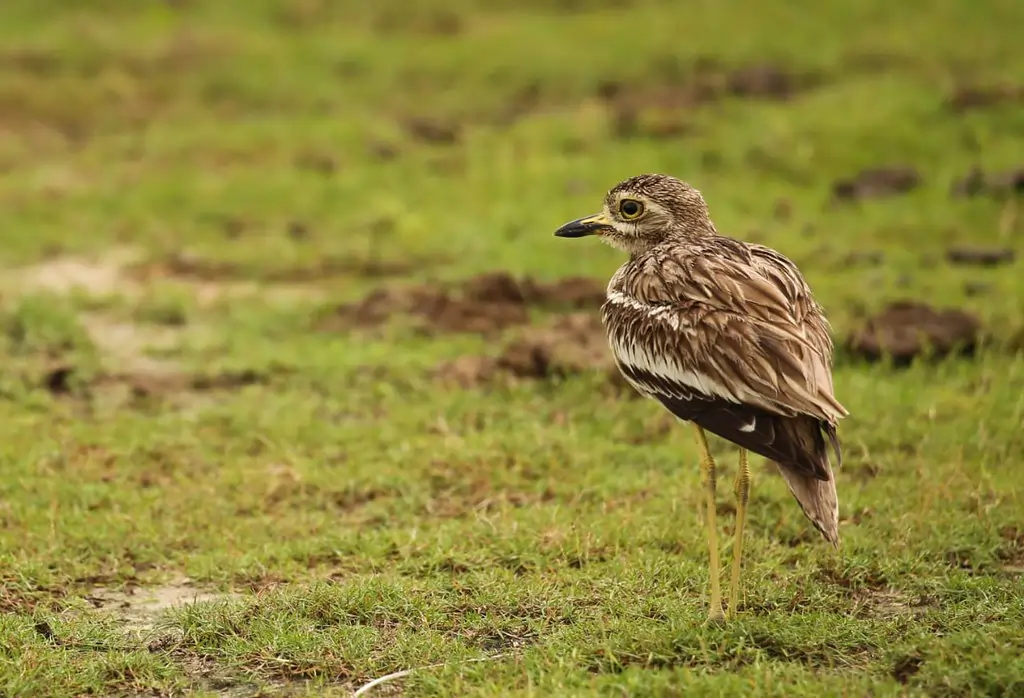 Best time of the year to visit Sri Lanka 4 sri lanka wildlife