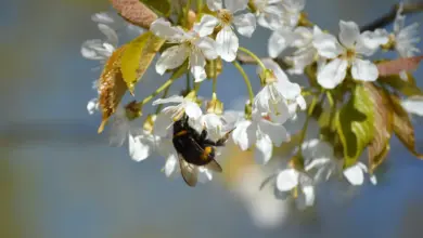 Spring